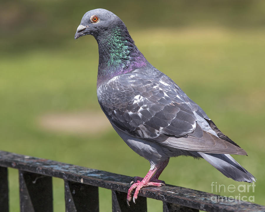 Pigeon Photograph - Rock Dove by Paul Fell