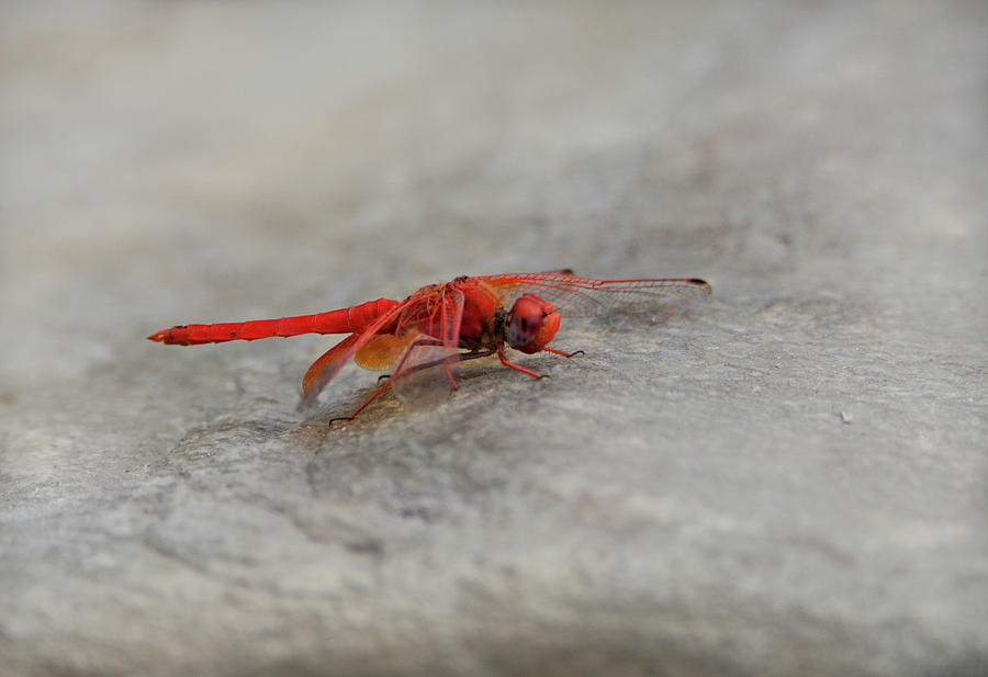 Rock Dropwing in Namibia Photograph by Ernest Echols