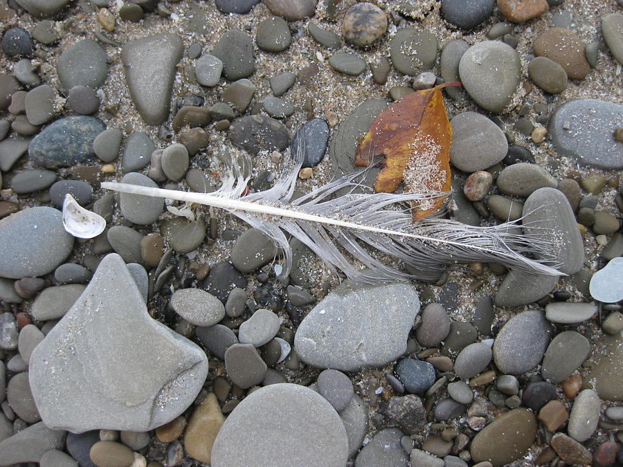 Rock Feather Shell Leaf Photograph by Brenda Berdnik