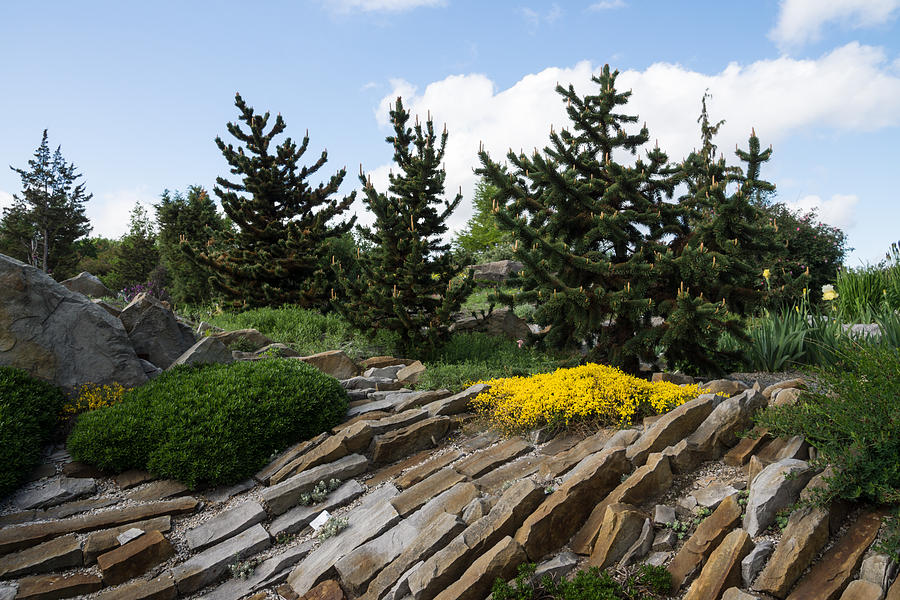 Rock Garden With Pines Photograph by Georgia Mizuleva