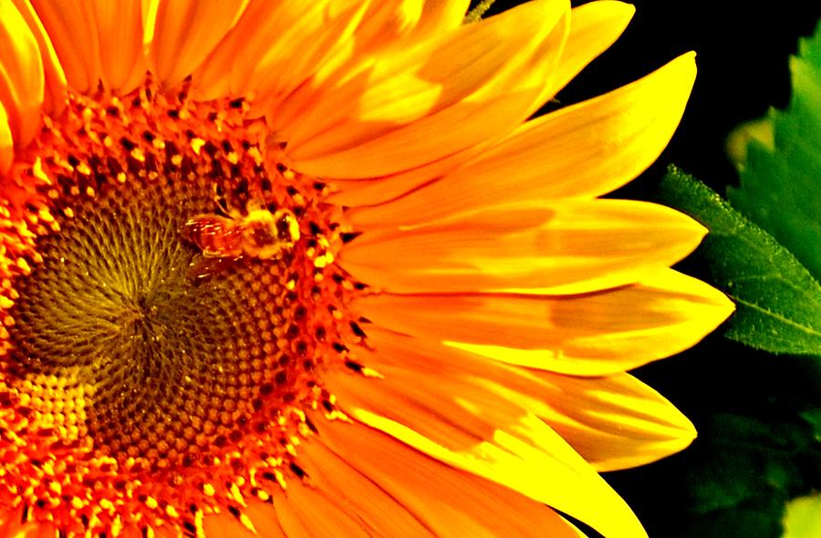 Rock Hill Sunflower Photograph by Eileen Brymer