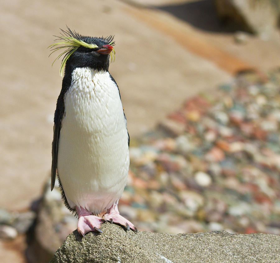 Rock hopper penguin Photograph by Ed James