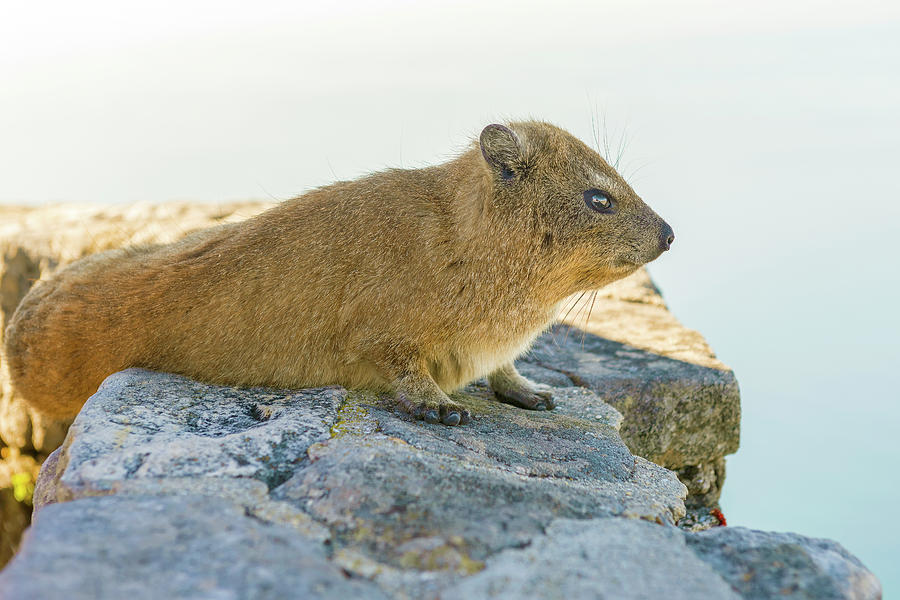 Rock Hyrax on Table Mountain Cape Town South Africa Photograph by Marek Poplawski