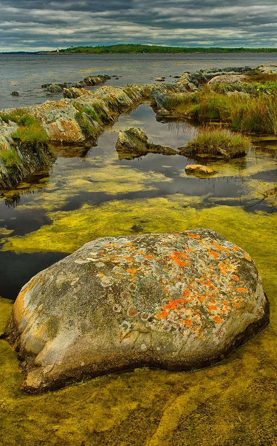 Rock In Algae Pond Photograph by Irwin Barrett