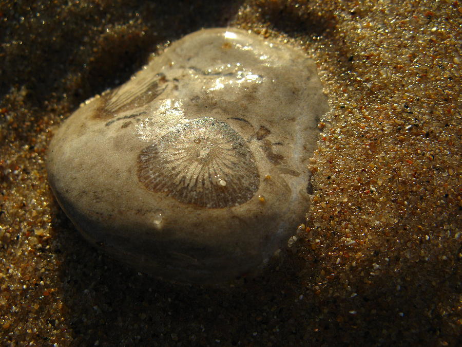 Fossil in stone 2 Photograph by Donica Abbinett - Fine Art America