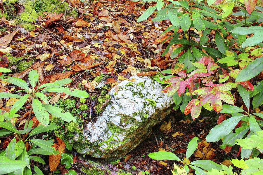 Rock, Leaves, Moss Photograph by Lorraine Baum