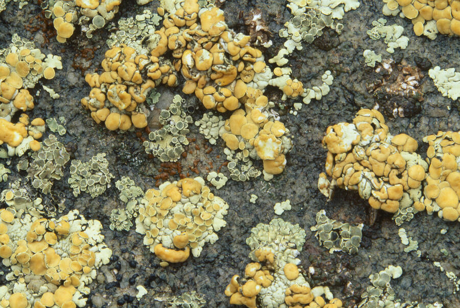 Rock Lichen - Orient Canyon Photograph by Soli Deo Gloria Wilderness ...