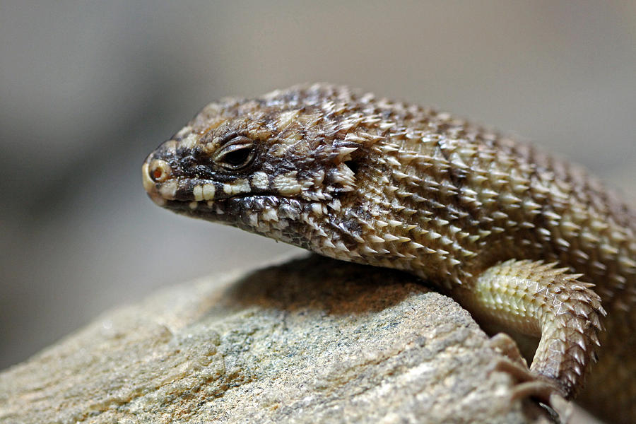 rock lizard buggy