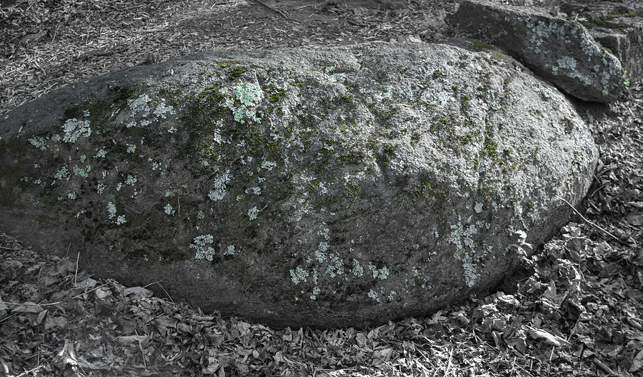 Rock Moss Lichen Photograph by Teresa Mucha