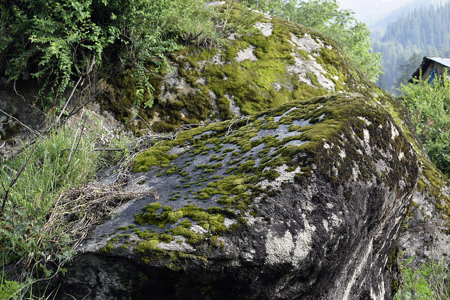 Rock moss Photograph by Sumit Mehndiratta