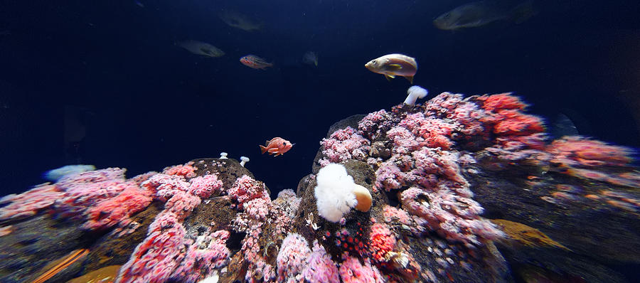 Rock On -- Rosy Rockfish at the Steinhart Aquarium in San Francisco, California Photograph by Darin Volpe