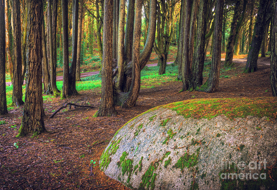 Nature Photograph - Rock on Woods by Carlos Caetano