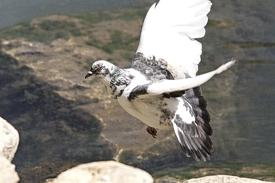 Rock Pigeon In Flight Photograph by Roy Williams | Pixels