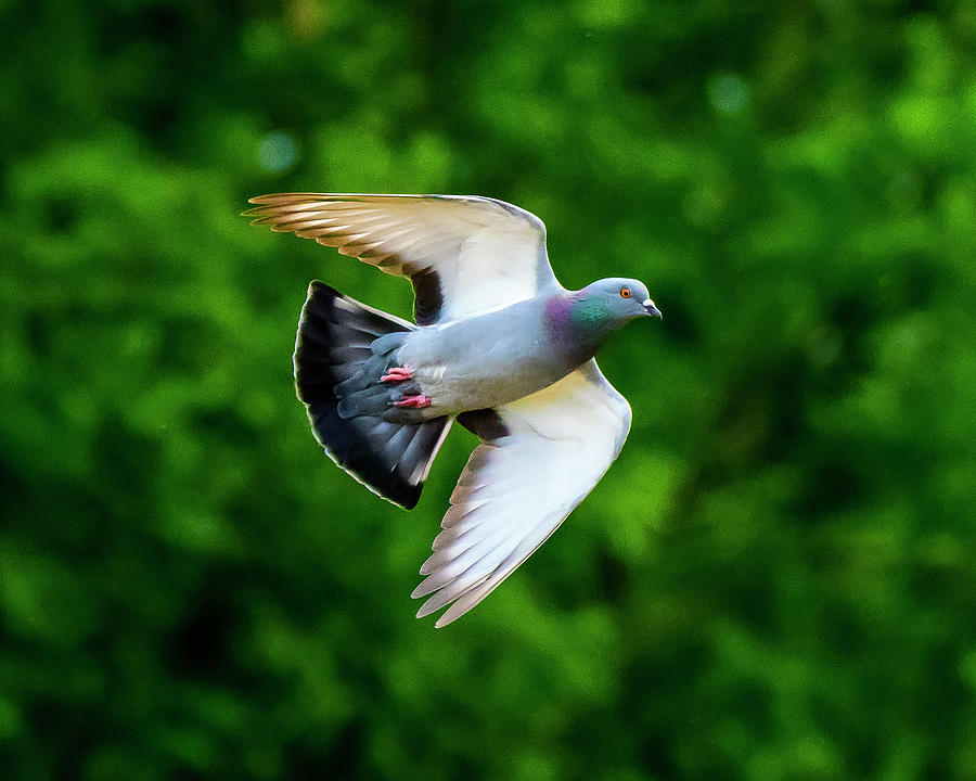 Rock Pigeon in Flight Photograph by Steve Samples