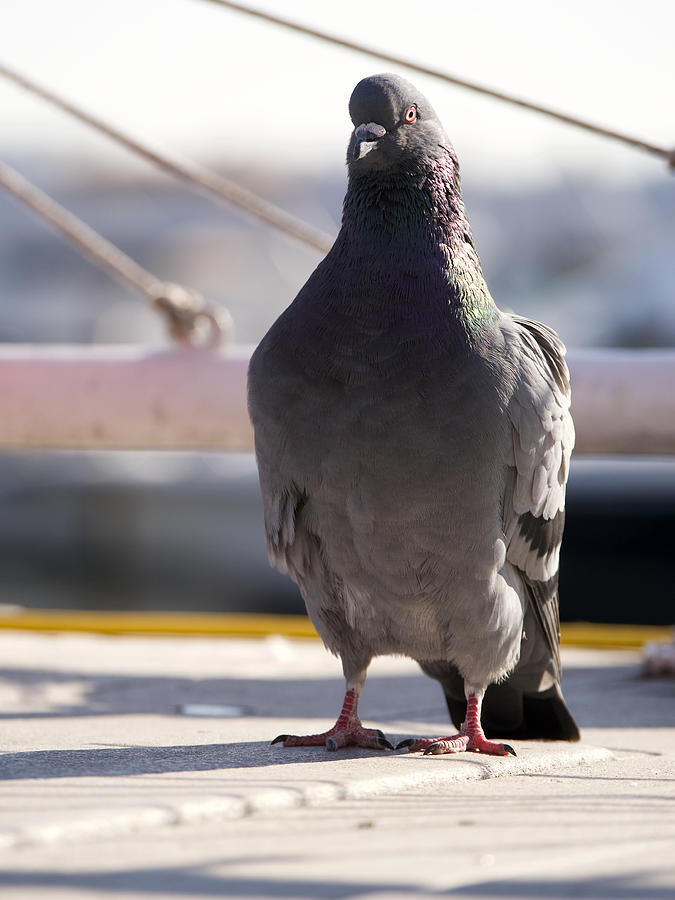 Rock Pigeon Photograph by Rachel Morrison