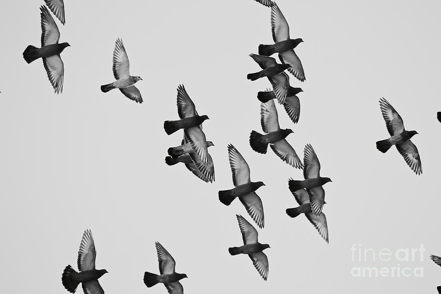 Rock Pigeons in Flight Photograph by Rachel Morrison