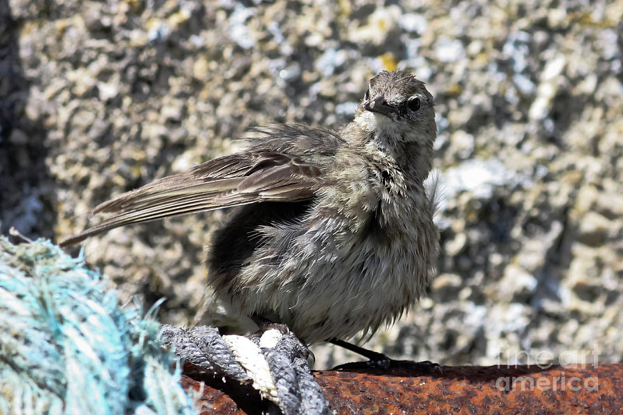 Rock Pipit Photograph by Terri Waters