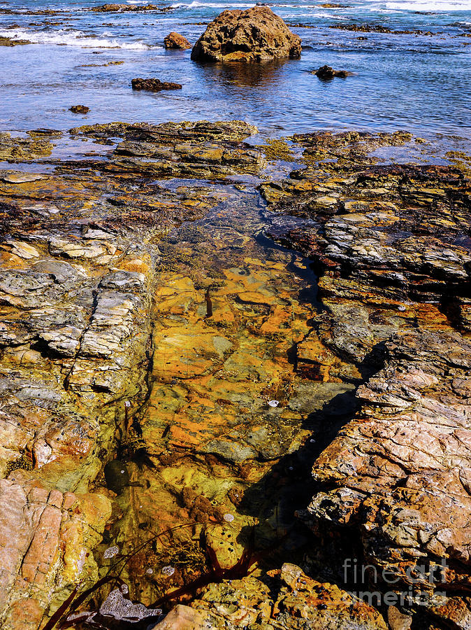 Rock Pool at Trial Harbour #1 Photograph by Lexa Harpell