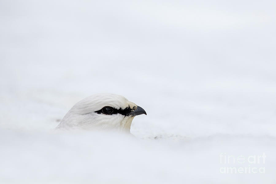 Rock ptarmigan in the Snow Photograph by Arterra Picture Library