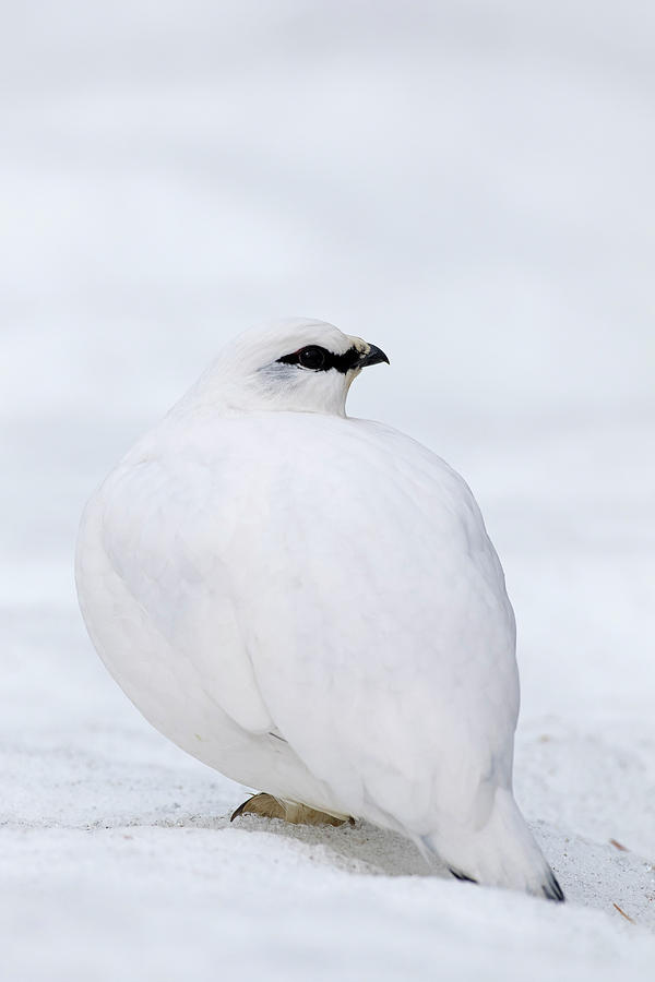 Rock ptarmigan in Winter Photograph by Arterra Picture Library