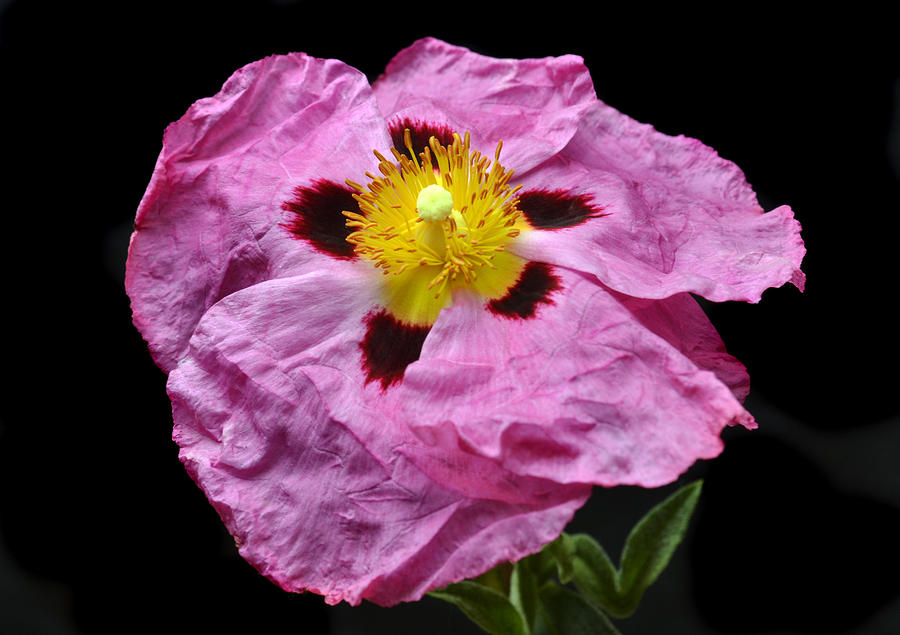Nature Photograph - Rock Rose by Terence Davis