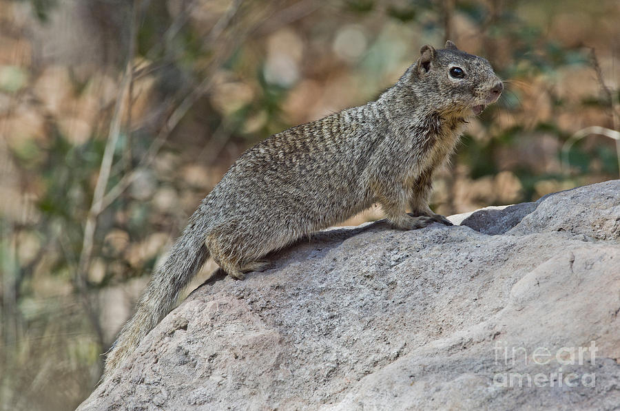 Rock Squirrel Calling Photograph by Anthony Mercieca