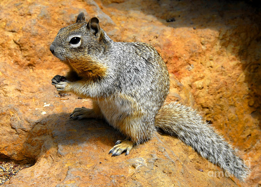 Animal Photograph - Rock Squirrel by David Lee Thompson