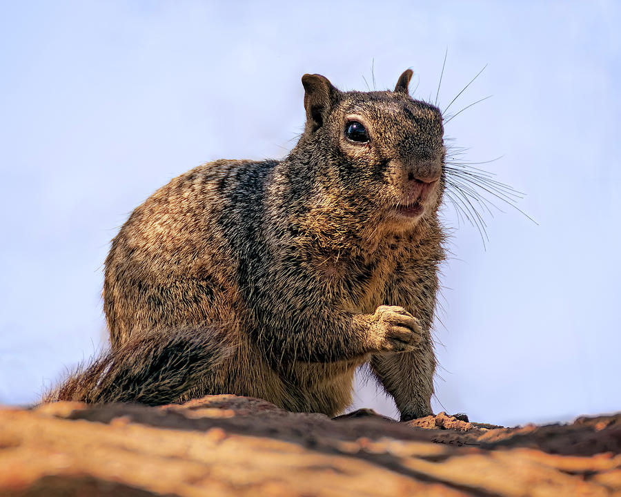 Rock Squirrel h1843 Photograph by Mark Myhaver