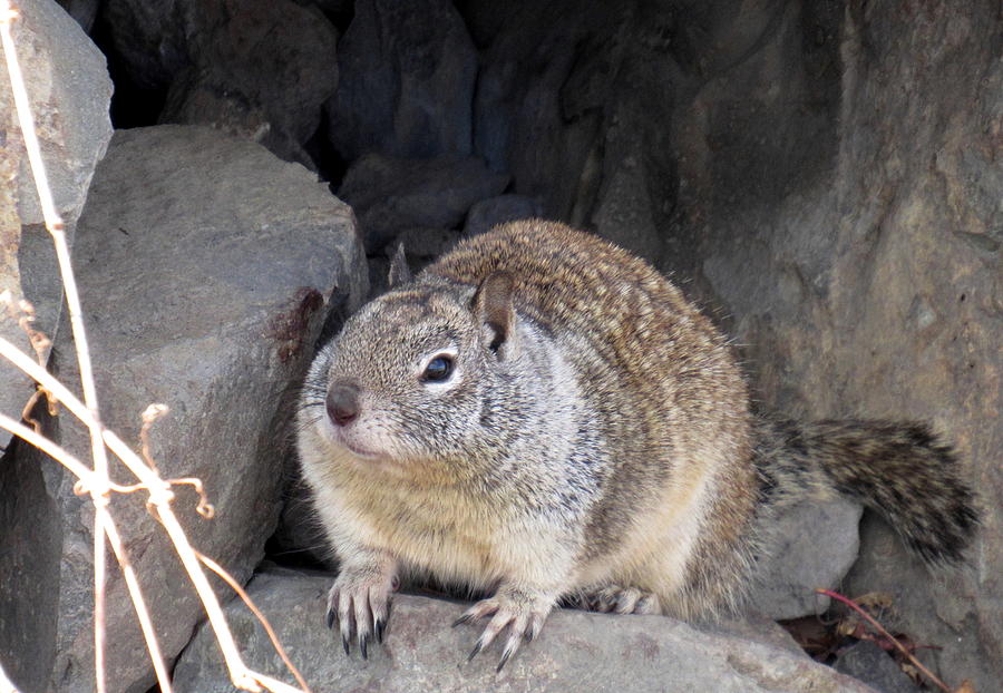 Rock Squirrel Photograph by Joshua Bales