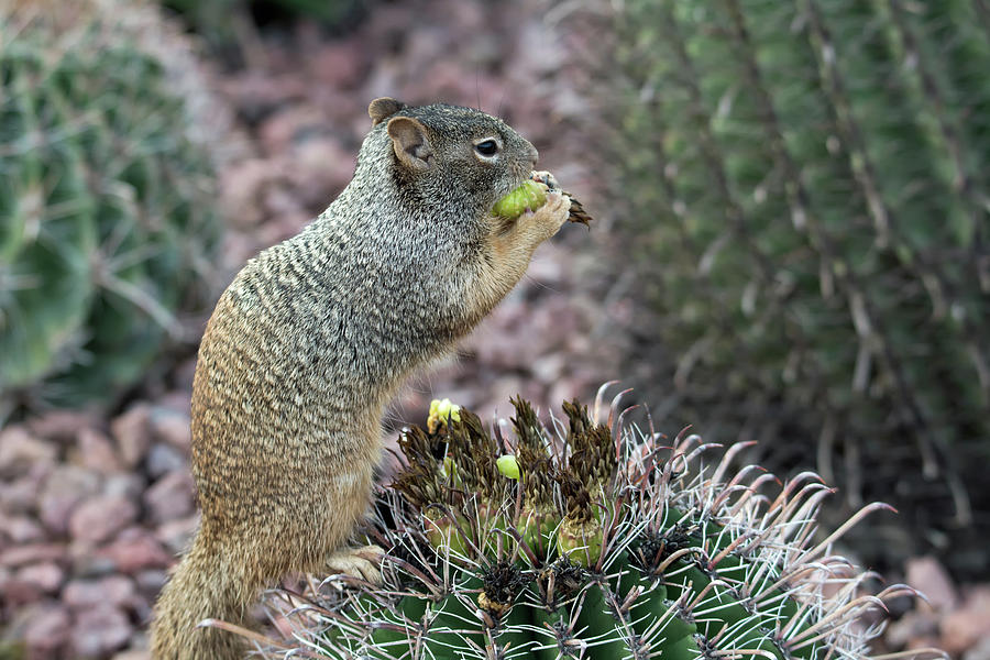 Rock Squirrel Photograph by Tam Ryan