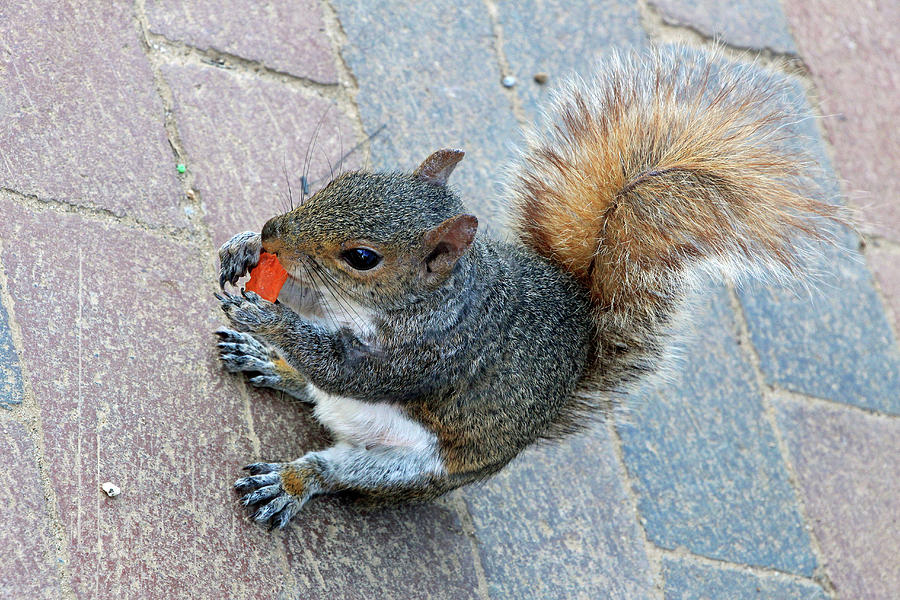 Rock Star The Squirrel And His Love Of Carrots Photograph