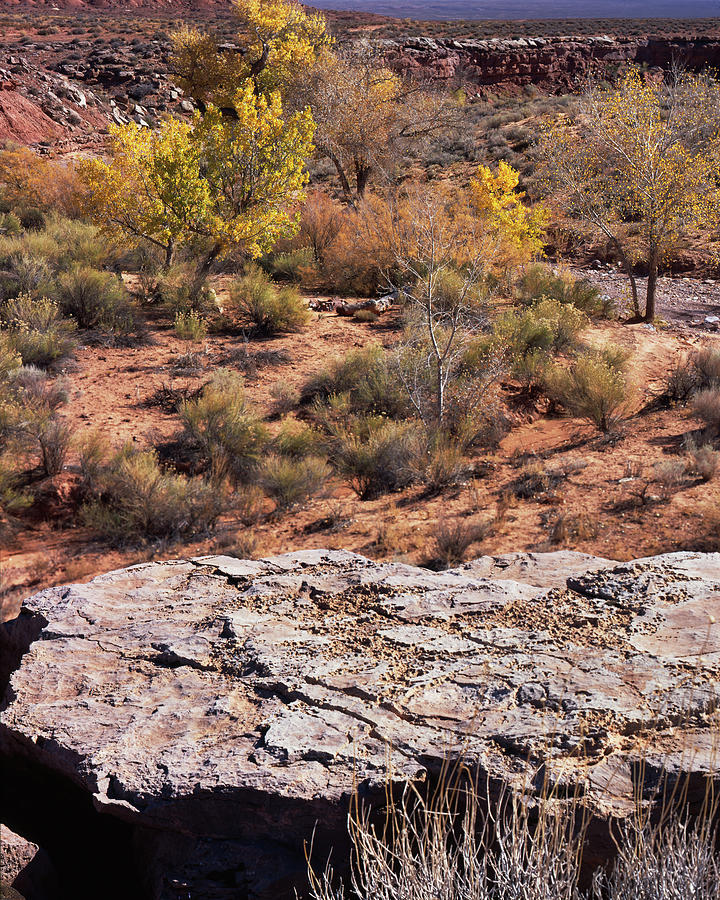 Rock Table - Cottonwoods Photograph by Tom Daniel
