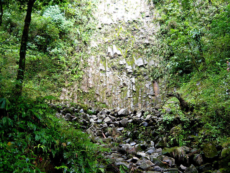 Jungle Photograph - Rock Wall by Julie Buell