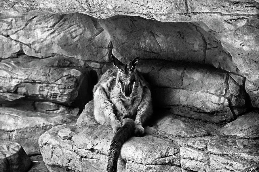 Rock Wallaby In Black And White  Photograph by Miroslava Jurcik