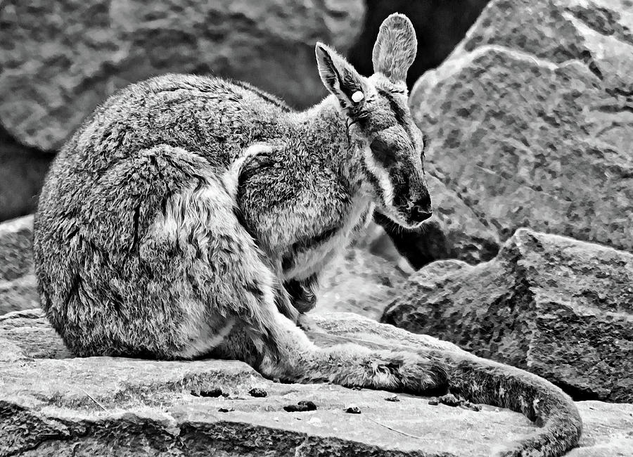Rock Wallaby Napping Photograph by Miroslava Jurcik