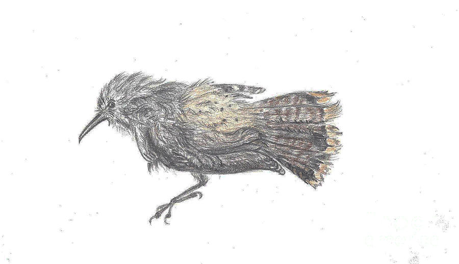Rock Wren by Dawn Senior-Trask Rock Wren by Dawn Senior-Trask