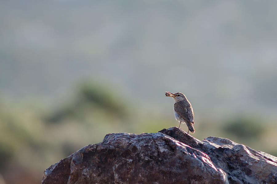 Rock Wren with Insect Photograph by Rick Mosher