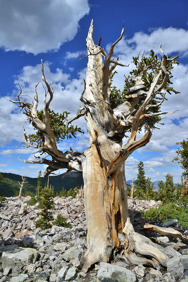 Rocket Bristlecone Photograph by Ray Mathis
