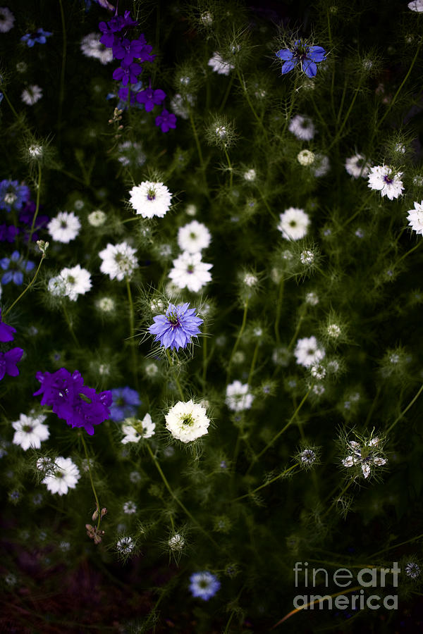 Rocket Larkspur and Love-in-a-Mist Garden Flowers II Photograph by Rachel Morrison