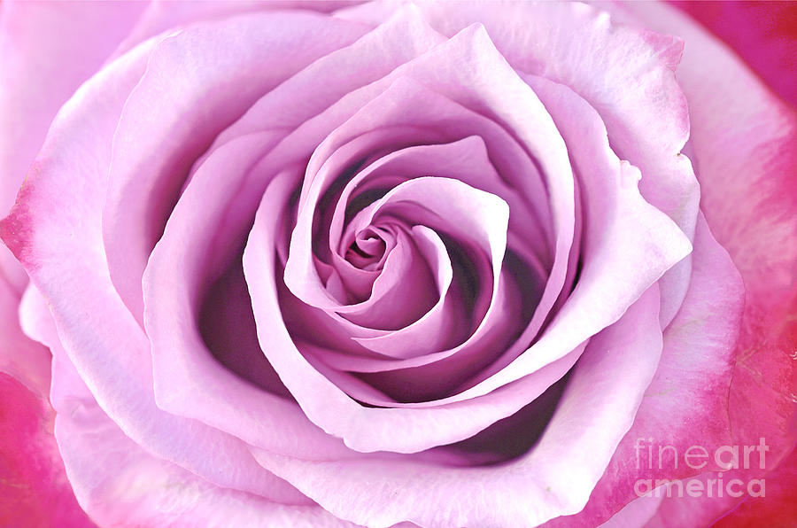 Lavender Rose Photograph - Rockfire Rose Portrait by Regina Geoghan