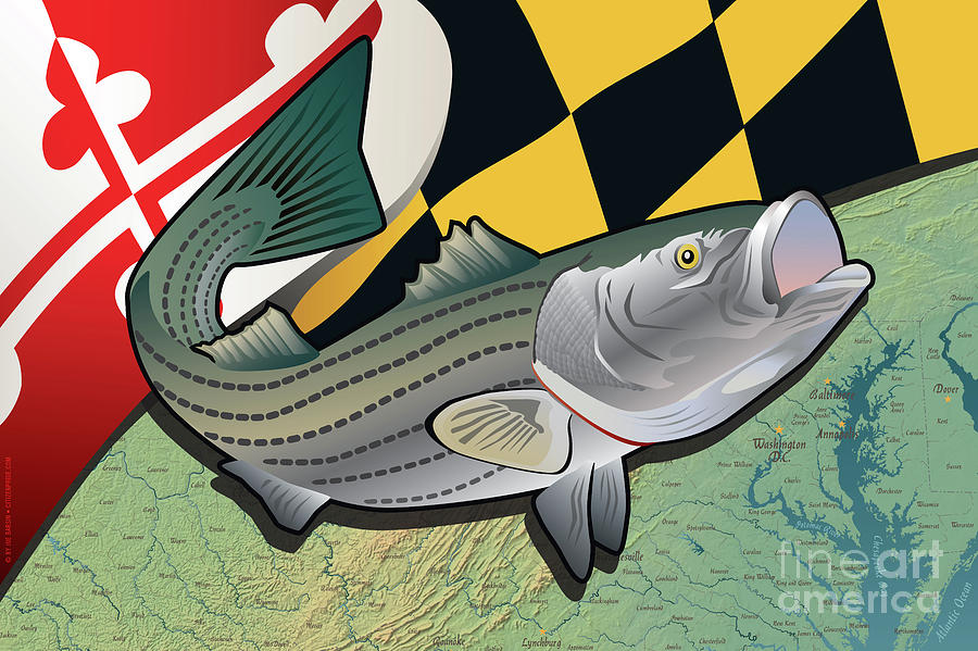 Rockfish of Maryland Digital Art by Joe Barsin Pixels