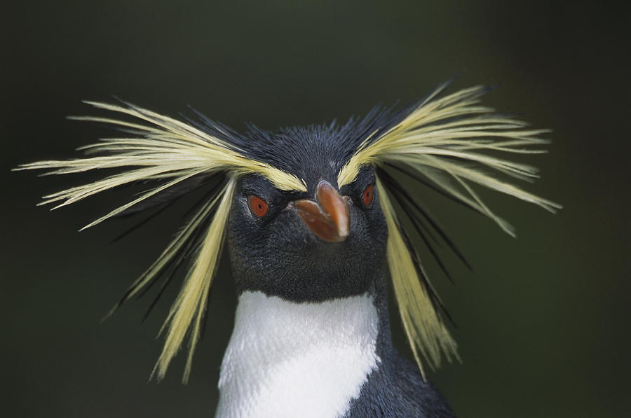Rockhopper Penguin Eudyptes Chrysocome Photograph by Tui De Roy