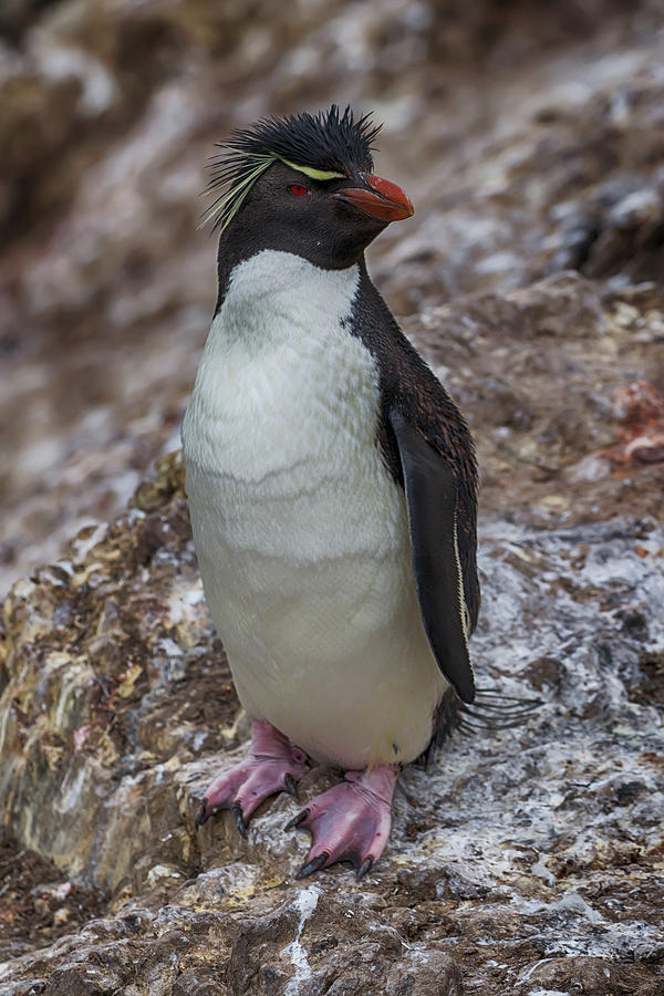 Rockhopper Penguin Photograph by John Haldane
