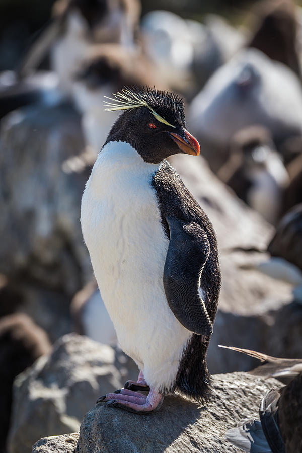 Rockhopper penguin posing on rock in colony Photograph by Ndp - Fine ...