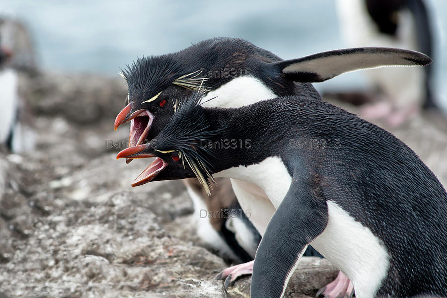 Rockhopper penguins fighting over territory, Photograph by Visual Arts ...