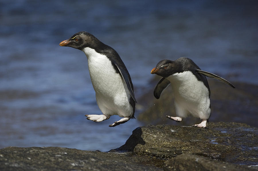 Rockhopper Penguins Hopping Photograph by Suzi Eszterhas