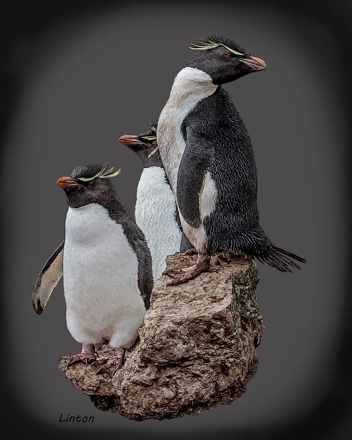 Rockhopper Penguins Digital Art by Larry Linton