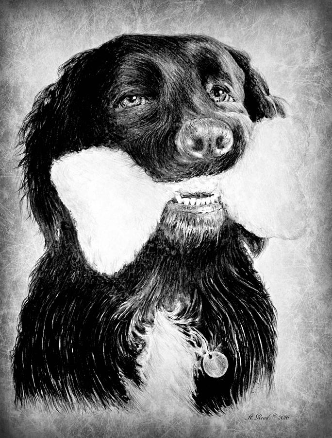 Rockie Drawing by Andrew Read