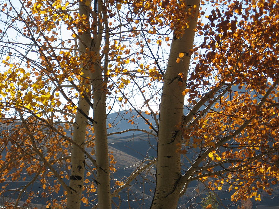 Rockies Autumn Haiku cover Photograph by Judith Lauter