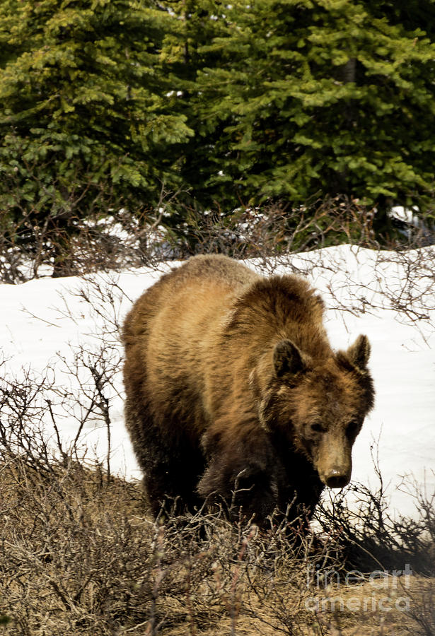 Rockies Grizzly Photograph by Louise Magno